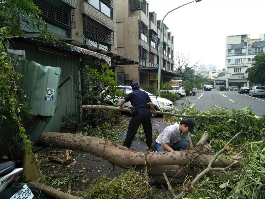 颱風天路樹倒塌無法通行 楠梓警即刻到場處置