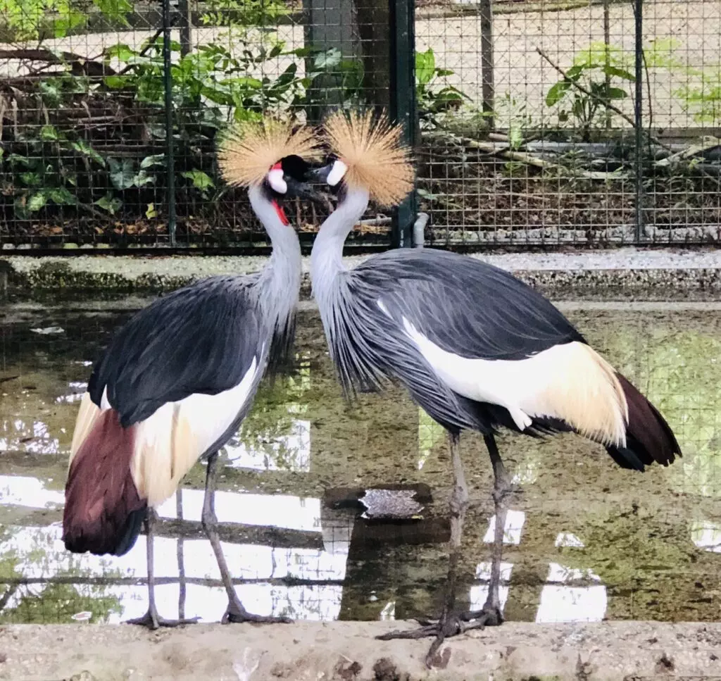 壽山動物園溫暖九月師生情 氣質出眾的灰頸冠鶴與您一起「謝師恩」