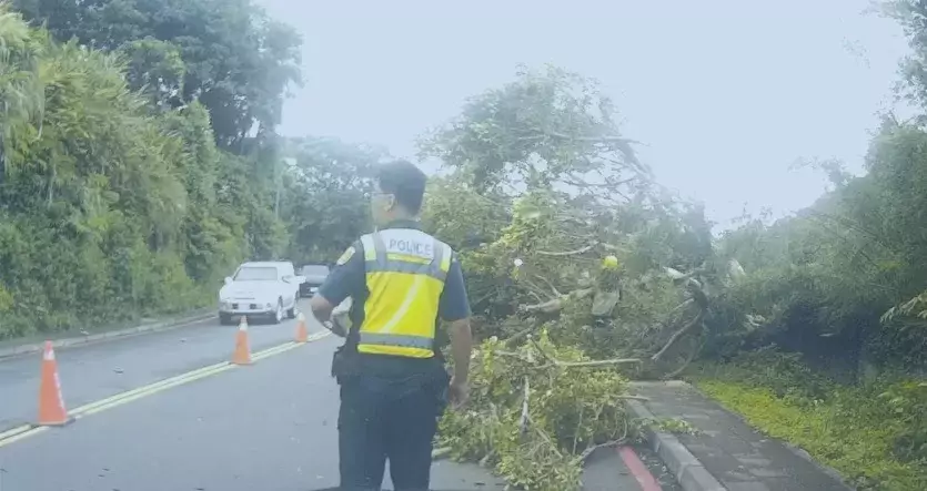 颱風過境後山區樹木傾倒丨士林警及時管制並現場救援