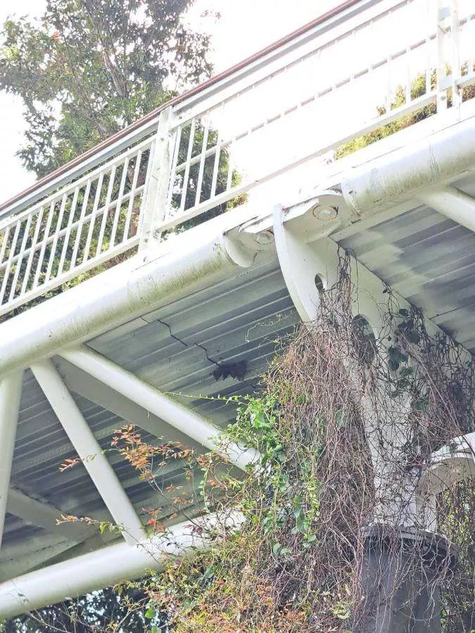 清境高空步道虎頭蜂攻擊遊客 全線封2天摘除 2 20230926005810 272960b4 | 南投, 清境農場, 清境高空步道, 虎頭蜂 記者爆料網